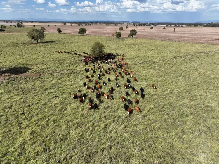 Seventh view of Homely rural property listing, 1676 Willala Road, Boggabri NSW 2382
