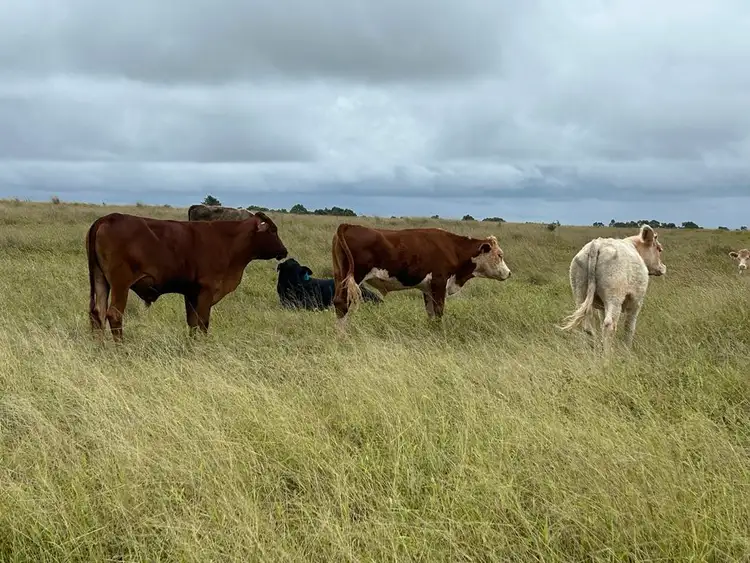 Lot 125 Mount McEuen Road