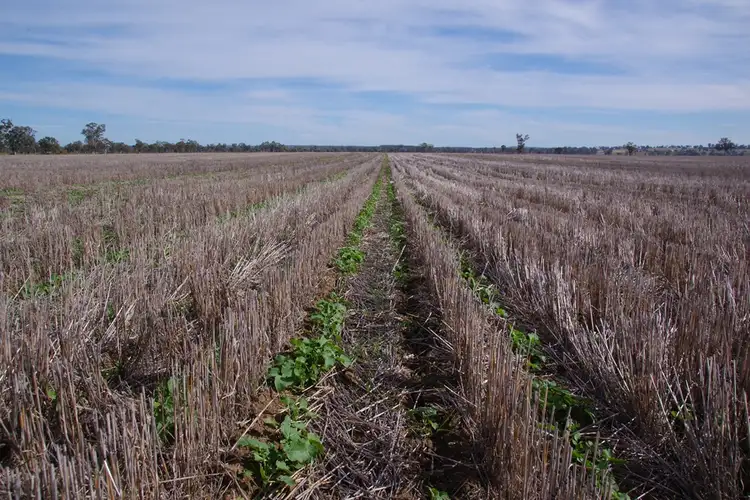Fifth view of Homely rural property listing, 1200 Old Narrabri Road, Narrabri NSW 2390