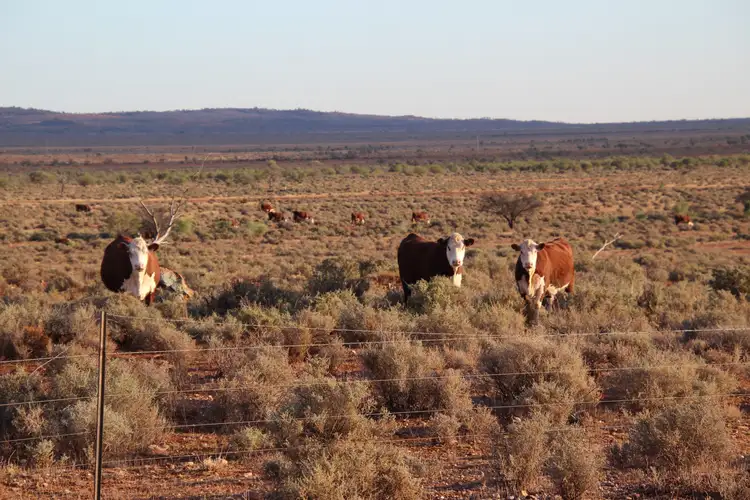 Main view of Homely rural property listing, 4453 Barrier Highway, Wilcannia NSW 2836