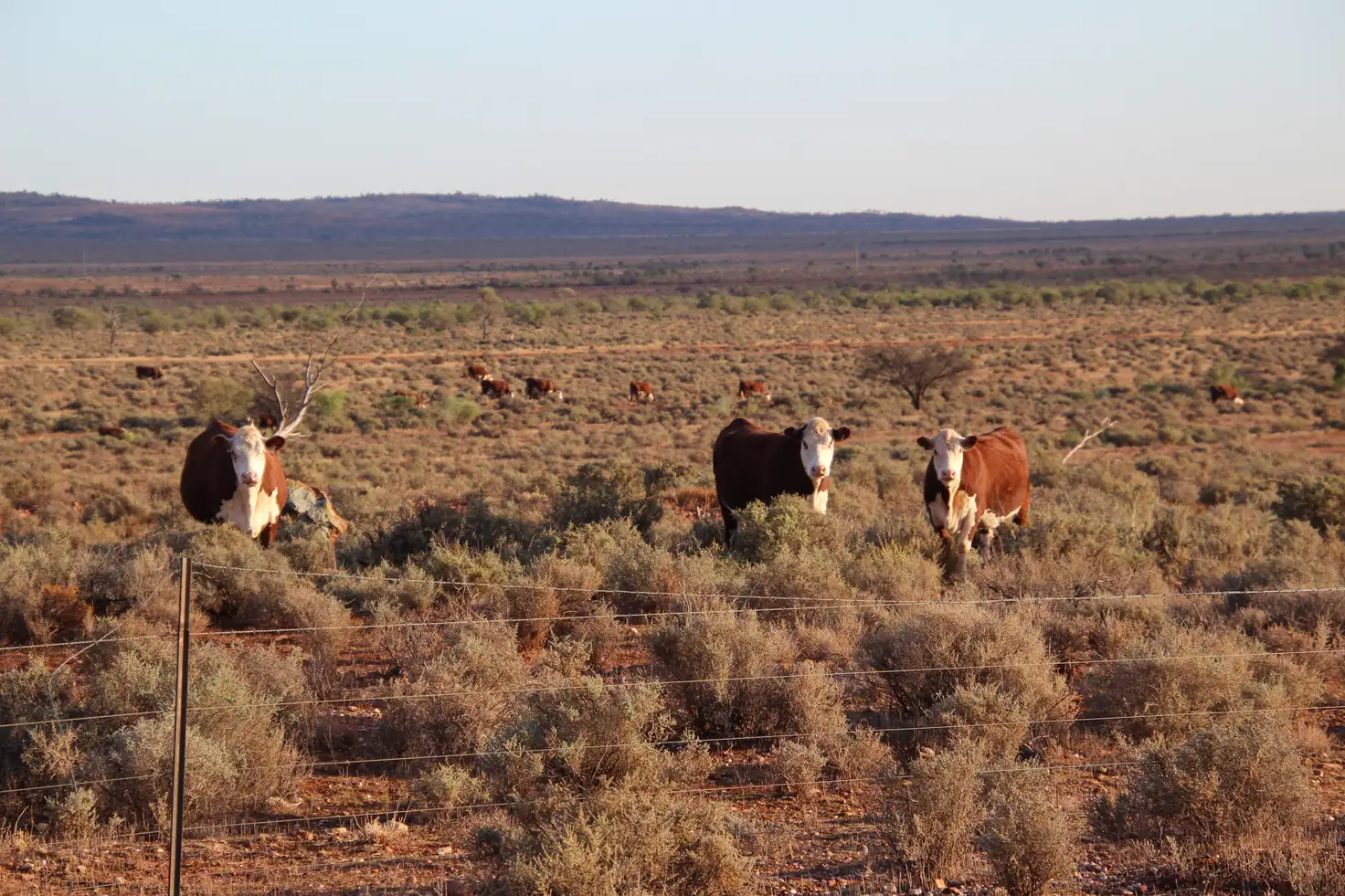 Main view of Homely rural property listing, 4453 Barrier Highway, Wilcannia NSW 2836