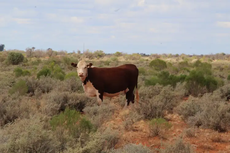 Third view of Homely rural property listing, 4453 Barrier Highway, Wilcannia NSW 2836