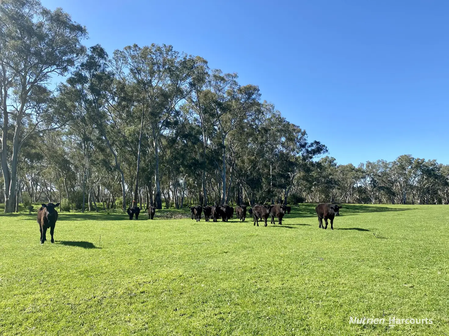 Main view of Homely rural property listing, 1 North Killara Road, Bahgallah VIC 3312