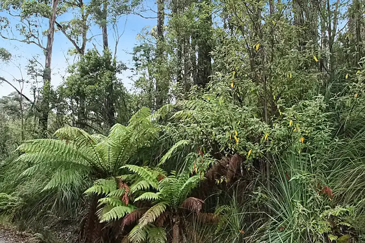 Sixth view of Homely land listing, Part of PID 7682518 Mount Elephant Road, Gray TAS 7215