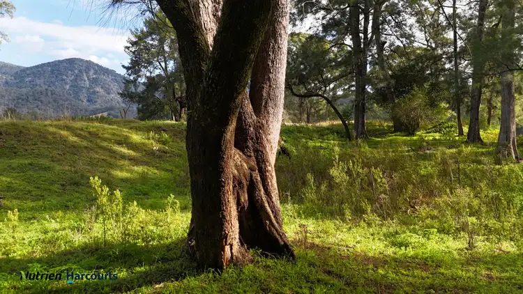 Fourth view of Homely rural property listing, 811 Majors Creek Mountain Road, Araluen, Araluen NSW 2622