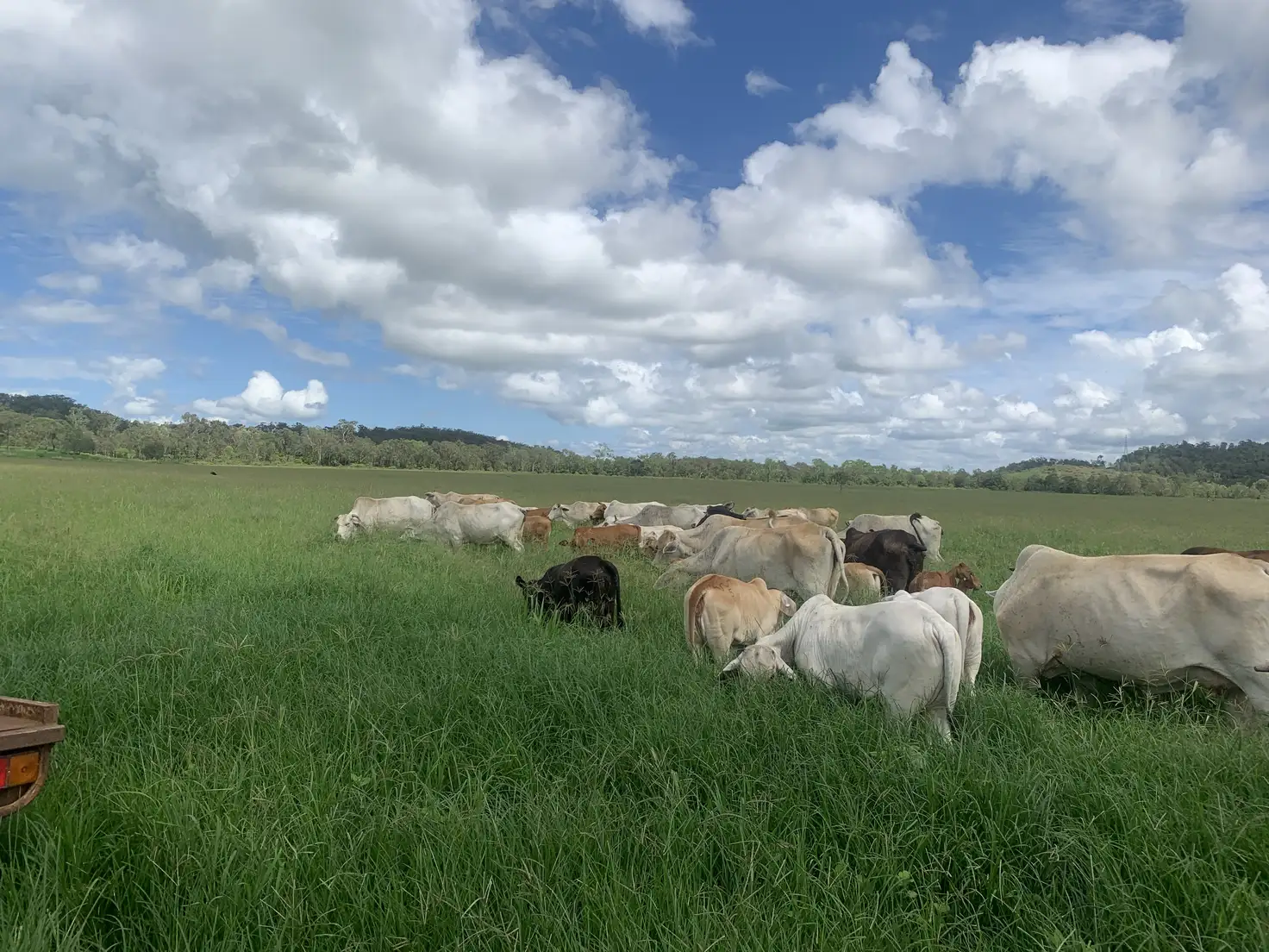 Main view of Homely rural property listing, Lot 4 Marwood Sunnyside Road, Sunnyside QLD 4737