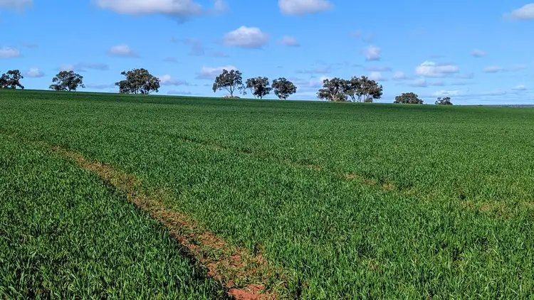 Fifth view of Homely rural property listing, 5428 Brand Highway, Boonanarring, Gingin WA 6503