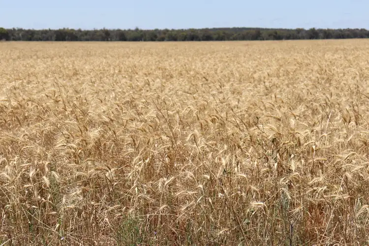 Second view of Homely rural property listing, 1 Boorr Hill Road, Parkes NSW 2870