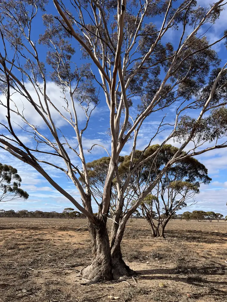 Sixth view of Homely rural property listing, Lot 32 Schwerdt Road, Bower SA 5374