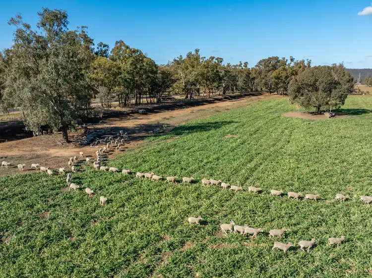 Main view of Homely rural property listing, 81 Dowra Lane, Forbes NSW 2871