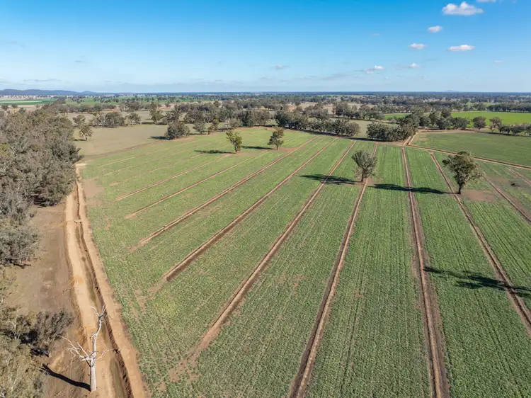 Seventh view of Homely rural property listing, 81 Dowra Lane, Forbes NSW 2871