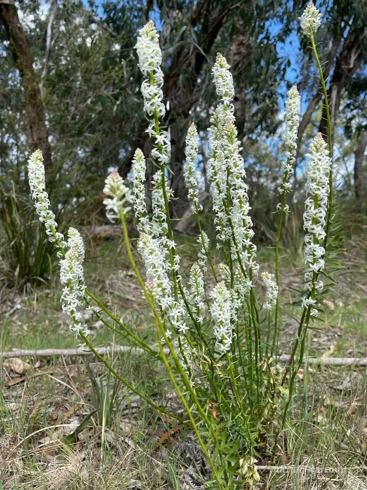 Second view of Homely rural property listing, . South Gippsland Highway, Woodside VIC 3874