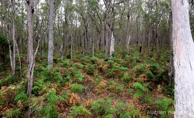 Fourth view of Homely rural property listing, . South Gippsland Highway, Woodside VIC 3874