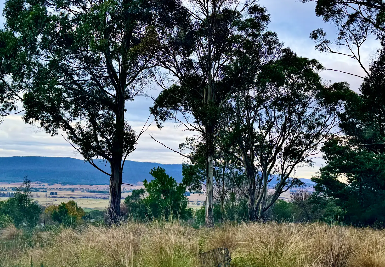 Main view of Homely land listing, 14 Crosby Street, Cornwall TAS 7215
