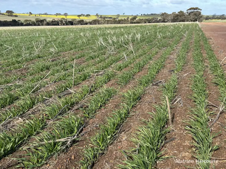 Fourth view of Homely rural property listing, . "Red Hill", Bagnalls Road, Dumbleyung WA 6350