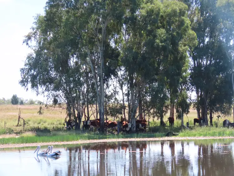 Sixth view of Homely rural property listing, Proposed Lot 62 Holmes Road, Chinchilla QLD 4413