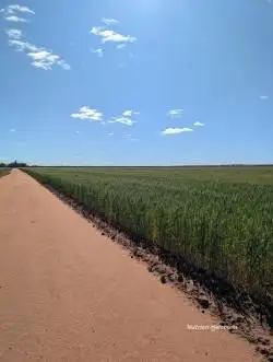 Main view of Homely rural property listing, "Fox's" Koorda-Bullfinch Road, Warralakin WA 6421