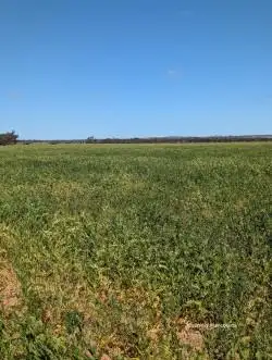 Second view of Homely rural property listing, "Fox's" Koorda-Bullfinch Road, Warralakin WA 6421