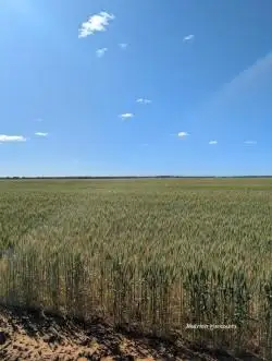 Third view of Homely rural property listing, "Fox's" Koorda-Bullfinch Road, Warralakin WA 6421