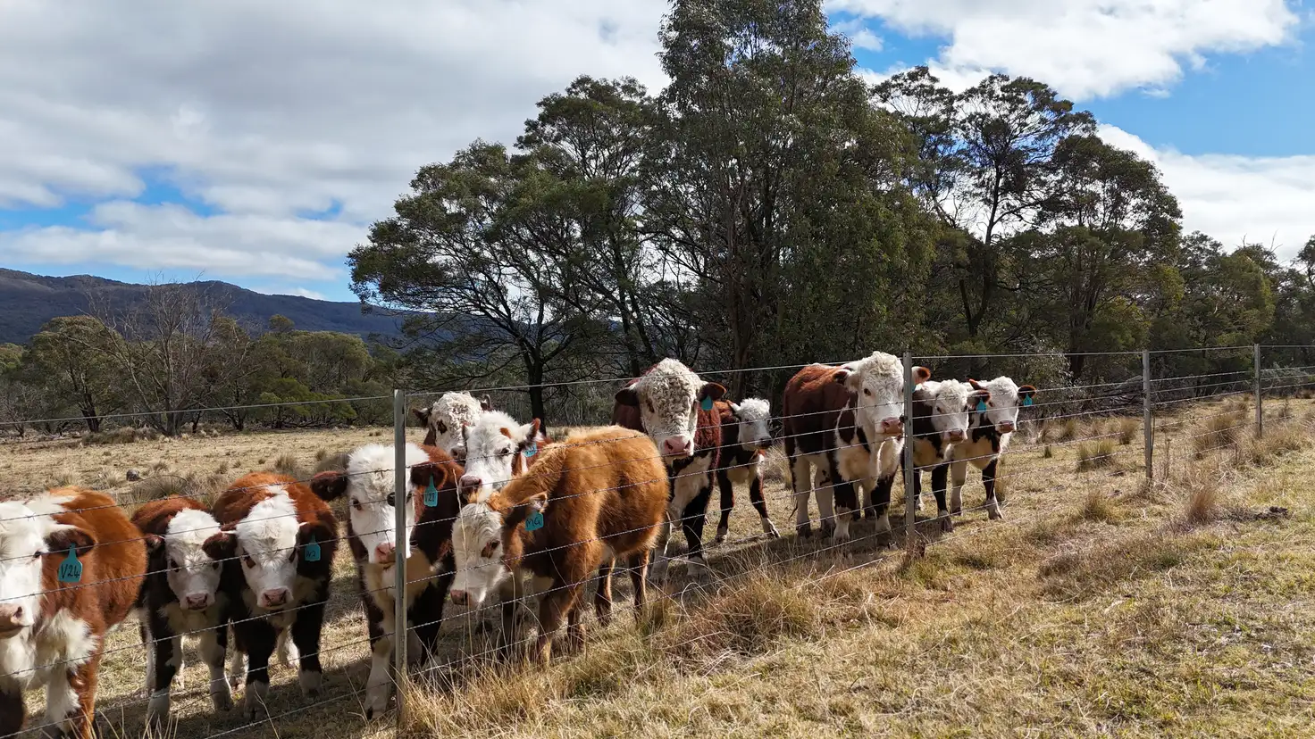 Main view of Homely rural property listing, 102 Kain Cross Road, Braidwood NSW 2622