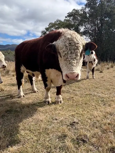 Sixth view of Homely rural property listing, 102 Kain Cross Road, Braidwood NSW 2622