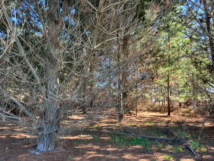 Second view of Homely land listing, 4 & 5 Bertram Street, Naracoopa TAS 7256