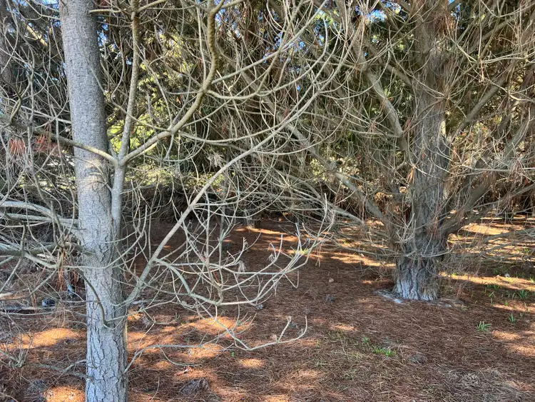 Third view of Homely land listing, 4 & 5 Bertram Street, Naracoopa TAS 7256