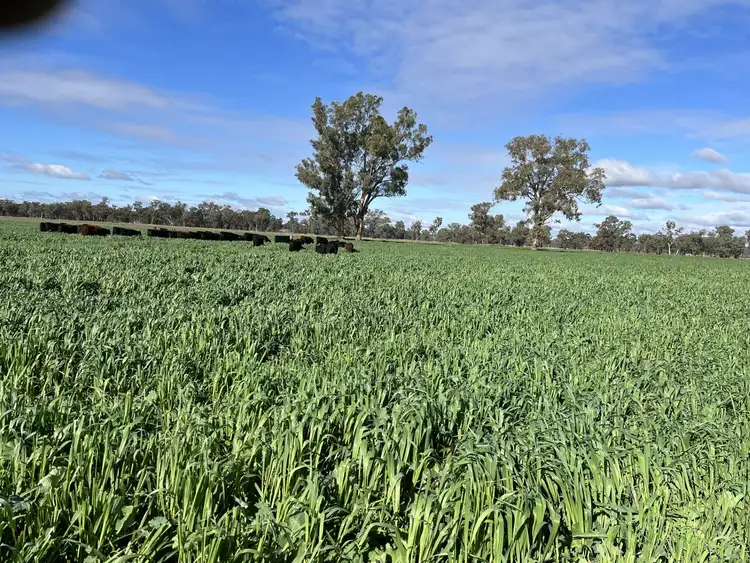 Third view of Homely rural property listing, 10690 The Escort Way, Forbes NSW 2871