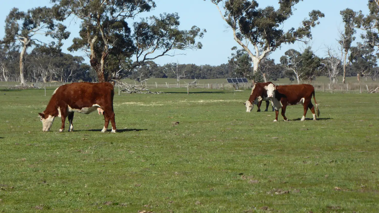 Main view of Homely rural property listing, 2147 Bangham Road, Frances SA 5262