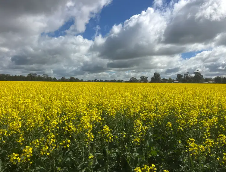 Second view of Homely rural property listing, 349 A Warregal Road, Parkes NSW 2870