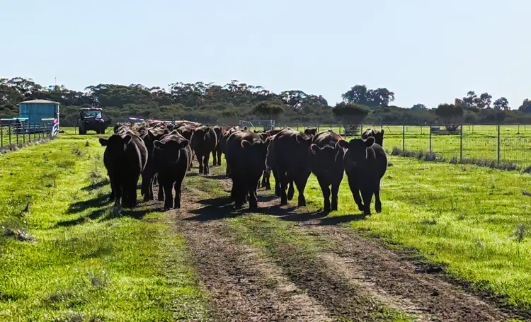 Third view of Homely rural property listing, 245 Bootine Road, Beermullah WA 6503