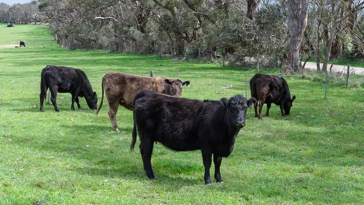 Fourth view of Homely rural property listing, Norgrove Mount Magnificent Road, Mount Magnificent SA 5210