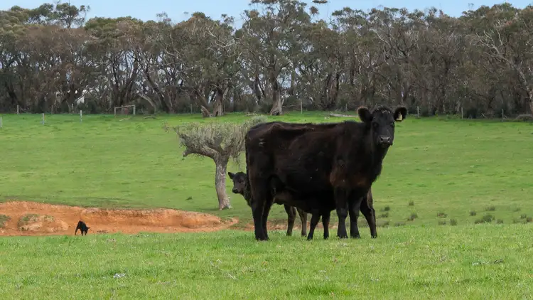 Fifth view of Homely rural property listing, Norgrove Mount Magnificent Road, Mount Magnificent SA 5210