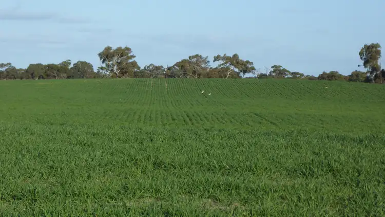 Fifth view of Homely rural property listing, "Jacks" Sec 7 Schultz Road, Tintinara SA 5266