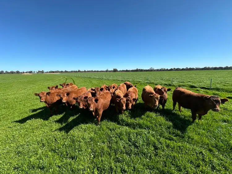 Fourth view of Homely rural property listing, 4332 Olympic Highway, Henty NSW 2658