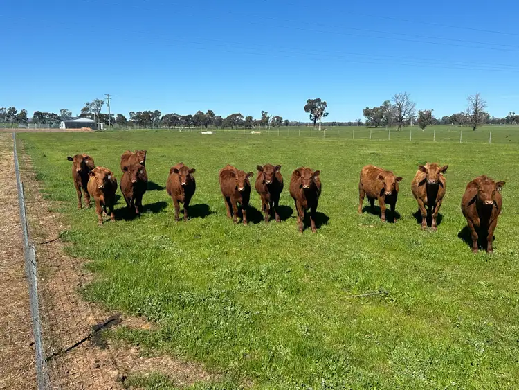 Fifth view of Homely rural property listing, 4332 Olympic Highway, Henty NSW 2658