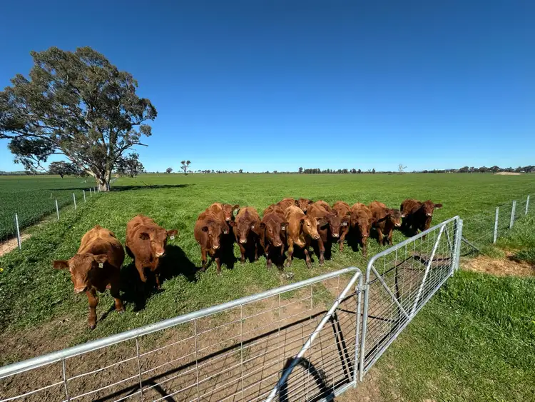 Sixth view of Homely rural property listing, 4332 Olympic Highway, Henty NSW 2658