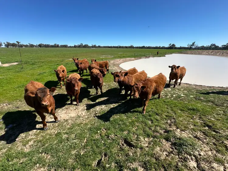 Seventh view of Homely rural property listing, 4332 Olympic Highway, Henty NSW 2658