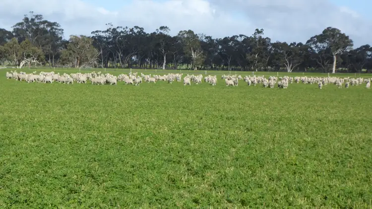 Main view of Homely rural property listing, "Wyruna" 2989 Naracoorte Road, Western Flat SA 5268