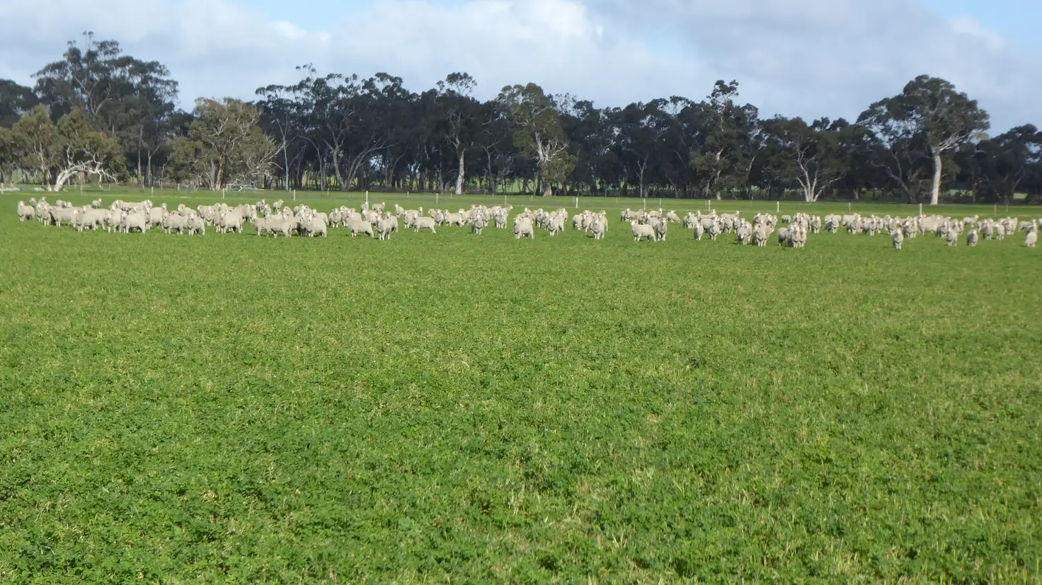 Main view of Homely rural property listing, "Wyruna" 2989 Naracoorte Road, Western Flat SA 5268
