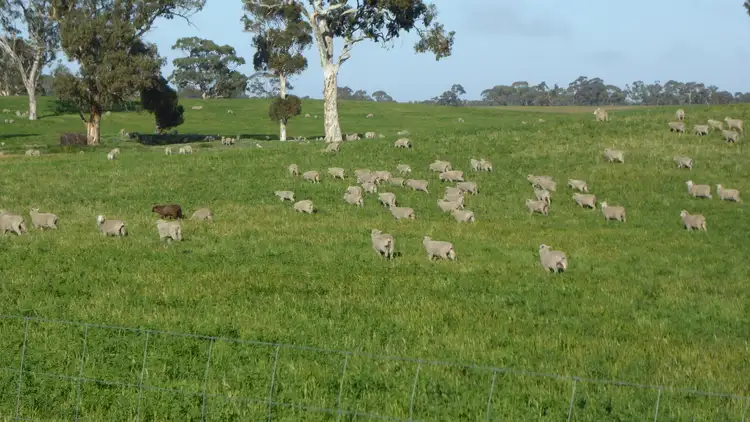 Second view of Homely rural property listing, "Wyruna" 2989 Naracoorte Road, Western Flat SA 5268