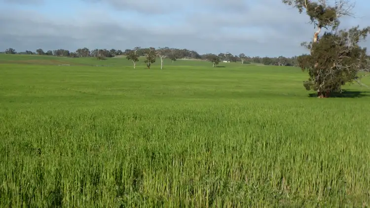 Fifth view of Homely rural property listing, "Wyruna" 2989 Naracoorte Road, Western Flat SA 5268