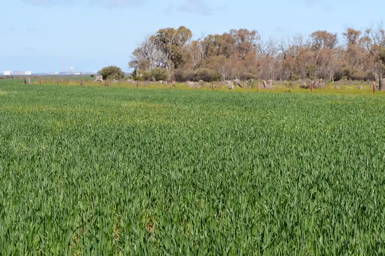 Fourth view of Homely rural property listing, 11N & 11S Noel Smith Road, Telowie SA 5540