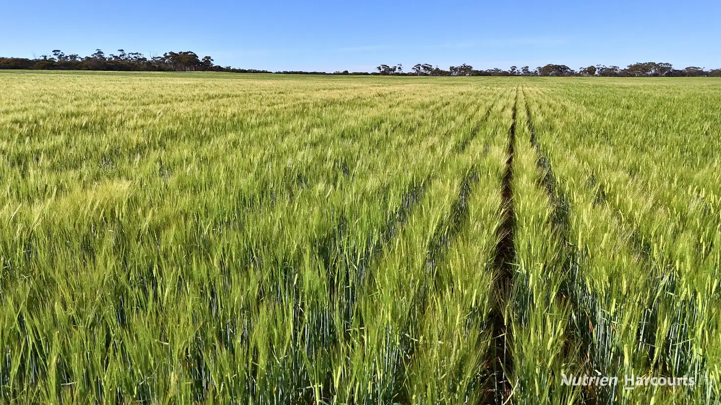 Main view of Homely rural property listing, 1650 Dulyalbin Road, South Bodallin WA 6424
