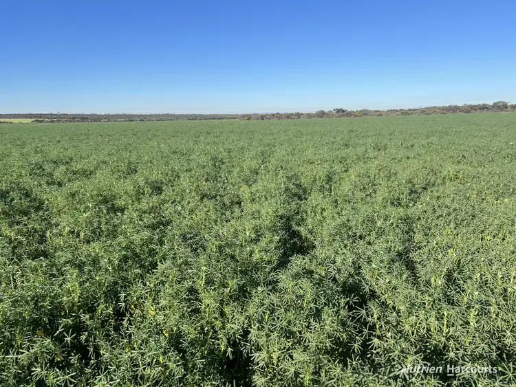 Third view of Homely rural property listing, 1650 Dulyalbin Road, South Bodallin WA 6424