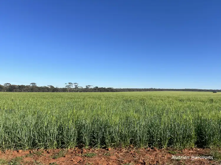 Fourth view of Homely rural property listing, 1650 Dulyalbin Road, South Bodallin WA 6424