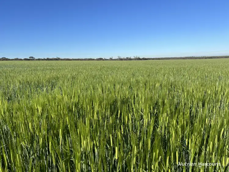 Fifth view of Homely rural property listing, 1650 Dulyalbin Road, South Bodallin WA 6424