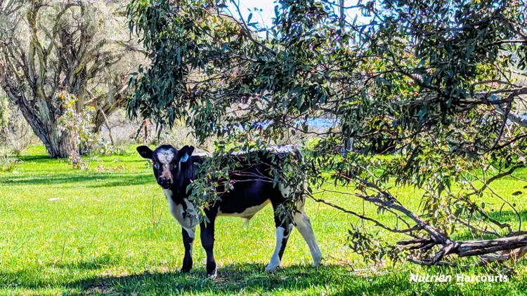 Sixth view of Homely rural property listing, Lot 52 Cowalla Road, Cowalla WA 6503