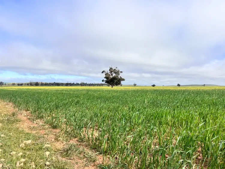 Third view of Homely rural property listing, 1392 Yongala Vale Road, Sunnybrae SA 5422