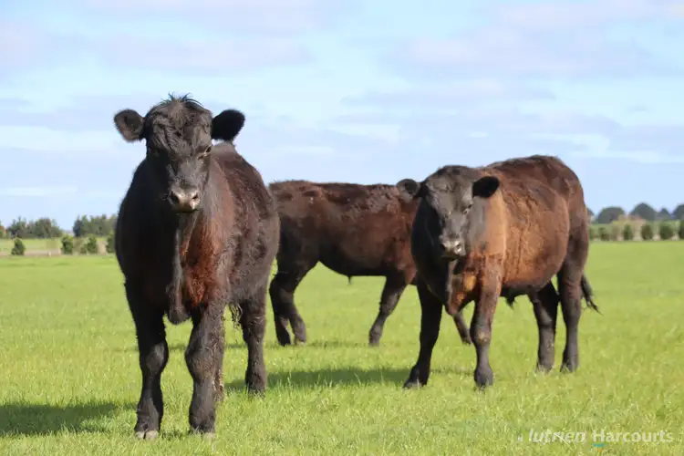 Fourth view of Homely rural property listing, 524 Remembrance Drive, Windermere VIC 3352